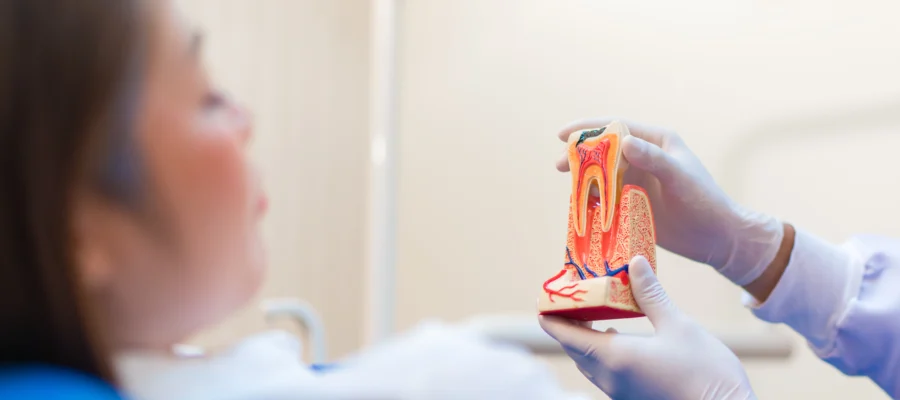 Bir diş hekimi, kanal tedavisi sürecini anlatmak için hasta koltuğundaki bir kadına dişin iç yapısını gösteren model sunuyor.